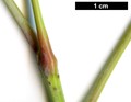 SpeciesSub: subsp. interius SpeciesSub: subsp. interius